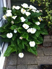 Small arum lily for sale  LEICESTER