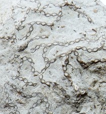 British silurian fossil for sale  TELFORD