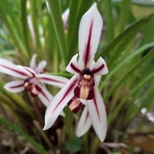 Cymbidium dayanum self for sale  Newberry