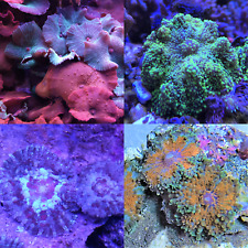 Coral frag pack for sale  FAVERSHAM