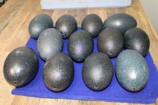 Lot emu eggs for sale  Palmyra