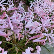 Nerine bowdenii vesta for sale  CANTERBURY