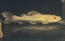 Live tropical fish for sale  New York