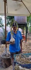 AGLIONE  PRODUZIONE 2025 PREZZO PER 2 KG, usado comprar usado  Enviando para Brazil