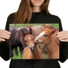 Young horses foal for sale  SELBY