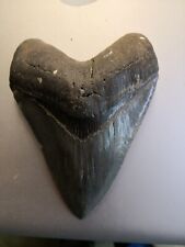 Autentico dente squalo usato  Trieste
