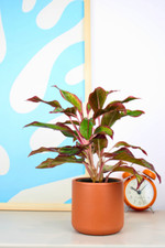 Chinese evergreen prosperity for sale  LEICESTER