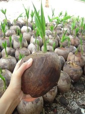 1 broto de leite de coco Makapuno com carne grossa é grosso e viscoso como geléia comprar usado  Enviando para Brazil