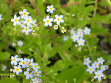 Sumpfvergissmeinnicht myosotis gebraucht kaufen  Schmidmühlen