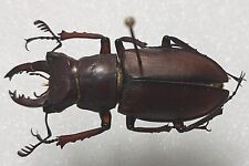 Lucanidae lucanidae lucanus d'occasion  Paris XI