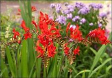 Crocosmia flower seeds for sale  Omaha