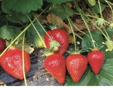 Graines fraises candiss d'occasion  Anzin