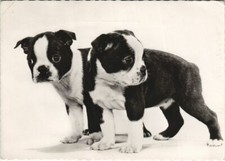 Cpa boston terrier d'occasion  Expédié en France