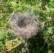 Nest small bird for sale  ENNISKILLEN