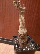 Adansonia digitata baobab gebraucht kaufen  Laboe