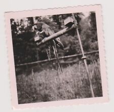 Photo ancienne perroquet d'occasion  Bar-sur-Seine