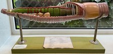 Large rare somso for sale  MOLD