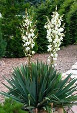 Yucca palme immergrün gebraucht kaufen  Halle