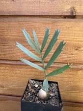Encephalartos arenarius horrid for sale  Santee