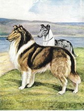 border collie trivet for sale  Tampa