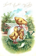 chicks easter hatched for sale chicks easter hatched for sale Moorpark