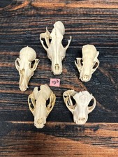 Real lot animal for sale  Java