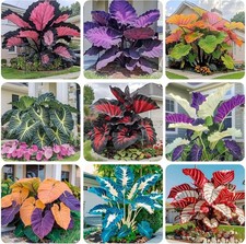 200 seeds perennial for sale  Norcross