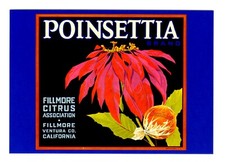 Poinsettia flower historical for sale  Lone Tree