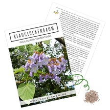 Blauglockenbaum kiribaum samen gebraucht kaufen  Blomberg