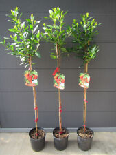 Arbutus unedo westl gebraucht kaufen Arbutus unedo westl gebraucht kaufen  Wuppertal