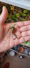 Rare cactus euphorbia for sale  EXETER