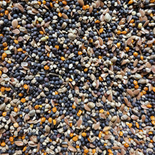 Canary conditioning seed for sale  SITTINGBOURNE
