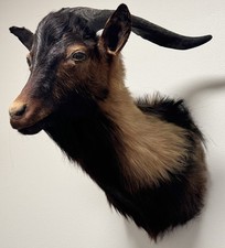 taxidermy goat for sale taxidermy goat for sale Prairieville