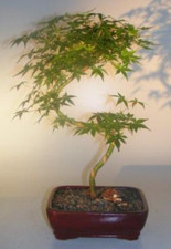 Green japanese maple for sale  Patchogue