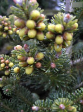 Abies koreana blauer gebraucht kaufen  Zetel