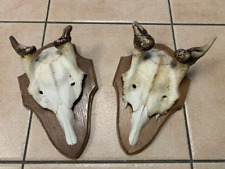Damhirsch hirsch geweih gebraucht kaufen  Coesfeld