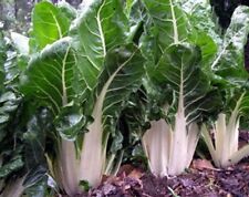 Lucullus swiss chard for sale  Deltona
