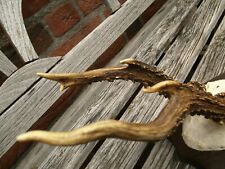 Abnormer rehbock rehgeweih gebraucht kaufen  Bad Hönningen