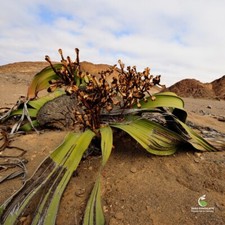Welwitschia mirabilis seeds for sale  Shipping to United Kingdom