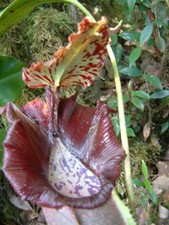 Nepenthes naga 5 usato  Trappeto