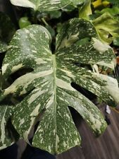 1711w monstera thai usato  Spedire a Italy