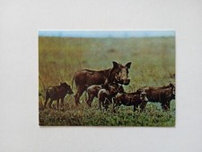 Figurina farfalle mammiferi usato  Roma