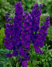 Delphinium black knight for sale  LONDON