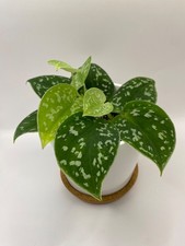 Scindapsus pictus argyaeus for sale  SHEFFIELD