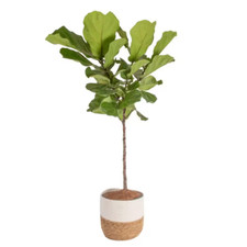 Ficus lyrata fiddle for sale  Denver