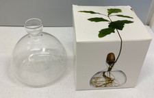 Ilex studio acorn for sale  WOKINGHAM