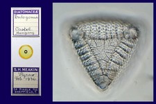 antique microscope slides for sale antique microscope slides for sale Morehead City
