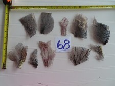 Pieces natural sea for sale  Union Grove