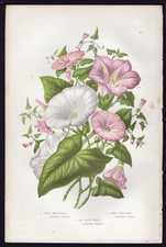 1889 anne pratt for sale  Spokane