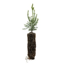 Giant sequoia redwood for sale  Yucaipa
